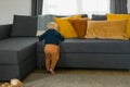 Toddler boy laughing having fun standing near sofa in living room at home copy space. Adorable baby making first steps Royalty Free Stock Photo