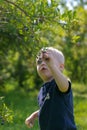 Toddler Boy Picking Blue Berries Royalty Free Stock Photo