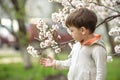 Toddler boy in spring time near the blossom tree