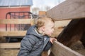 Toddler Boy Visiting a Local Urban Farm Looking at Horses