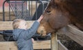 Toddler Boy Visiting a Local Urban Farm Petting a Horse`s Head