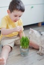 Toddler boy in a yellow t-shirt holds fresh grass in a glass