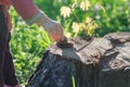 Toddler child arm taking crawling on tree stump edible snail