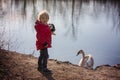 Toddler child, blond boy, standing on the edge of a lake, looking at swan Royalty Free Stock Photo