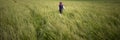 Toddler child walking through a meadow of high green grass Royalty Free Stock Photo