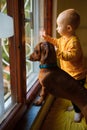 Toddler and dachshund look out the window.