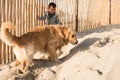 Toddler with dog on the beach Royalty Free Stock Photo