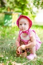 toddler enjoys a healthy snack in the summer sun, picking cherries with her family in the orchard, her tiny hands Royalty Free Stock Photo