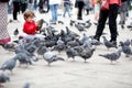 Toddler feeding the pigeons Royalty Free Stock Photo