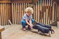 Toddler girl caresses and feeds pig piglet in the petting zoo. c Royalty Free Stock Photo