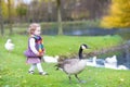 Toddler girl chasing wild geese at lake in autumn park Royalty Free Stock Photo