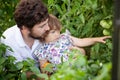Toddler girl and her father in the greenhouse with tomato plants Royalty Free Stock Photo