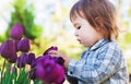Toddler girl playing with purple tulips Royalty Free Stock Photo