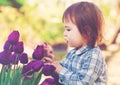 Toddler girl playing with purple tulips Royalty Free Stock Photo