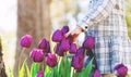 Toddler girl playing with tulips in her garden Royalty Free Stock Photo