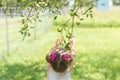 Toddler girl reaching up to pick a green apple Royalty Free Stock Photo