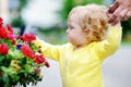 Toddler girl smelling red flowers at the spring or summer day Royalty Free Stock Photo