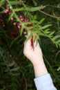 Toddler hand picking berries from bush