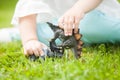 Toddler kid playing with a toy dinosaur Royalty Free Stock Photo