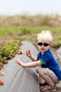 Toddler picking strawberries