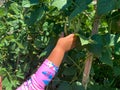 Toddler Reaching for a Green Bean growing on a Vine in a Garden