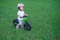 Cute little Asian 1 years / 18 months old baby boy child wearing safety helmet learning to ride his first balance bike at park, ki Royalty Free Stock Photo