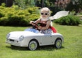 Toddler riding toy car in backyard on a sunny summer day Royalty Free Stock Photo