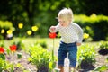 Toddler smelling red tulip in the garden