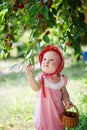 toddler in summer attire gleefully plucks ripe cherries from branches, their chubby fingers reaching for the juicy fruit