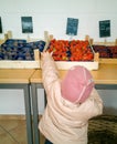 Toddler tries to pick strawberry`s in a grocery store