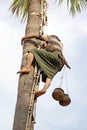 Toddy collector at work, Myanmar