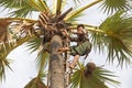 Toddy collector at work, Myanmar