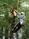 Toddy/Neer tapper high up the palm tree,Bassein fort