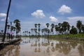 Toddy palm tree or sugar palm plant reflection on water in paddy rice field of Pathumthani garden park for thai people and foreign Royalty Free Stock Photo