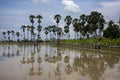 Toddy palm tree or sugar palm plant reflection on water in paddy rice field of Pathumthani garden park for thai people and foreign Royalty Free Stock Photo