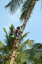 Coconut palm toddy tapper man climbing on tree in Sri Lanka