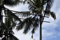 Toddy tapper working collecting coconut sap used in making coconut vodka