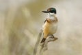 Todiramphus sanctus - Sacred kingfisher - kotare small kingfisher from New Zealand, Thailand, Asia. Hunting crabs, frogs, fish in Royalty Free Stock Photo