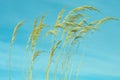 Toe toe or pampas grass seed-heads blowing in breeze Royalty Free Stock Photo