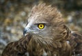 Toed Eagle. Circaetus gallicus Royalty Free Stock Photo