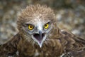 Toed Eagle. Circaetus gallicus Royalty Free Stock Photo
