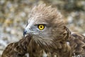 Toed Eagle. Circaetus gallicus Royalty Free Stock Photo