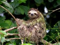 3 Toed Sloth. Costa Rica jungles wildlife. Royalty Free Stock Photo