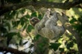 3-toed sloth in the wild Royalty Free Stock Photo