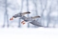 Toendrarietgans, Tundra Bean Goose, Anser serrirostris Royalty Free Stock Photo