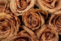 Toffee roses, warm rusty-brown coloured rose flowers