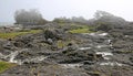 Tofino Rugged Coast