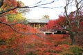 Tofukuji Temple : KYOTO - 25 Nov 2017: Crowds gather at Tofukuj Royalty Free Stock Photo