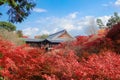 Tofukuji Temple with red maple leaves in autumn season Royalty Free Stock Photo