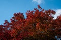 Autumn Scenery of Garden in Tofukuji Temple